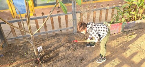 Le jardin potager des GSB-Maadi